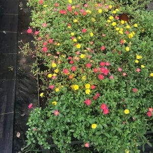 Meet your Posher, Erikka